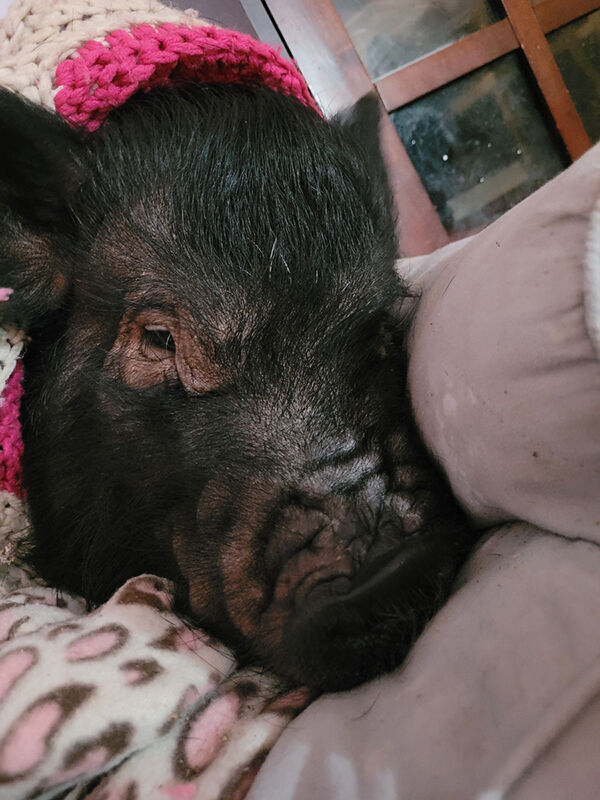 WEB Pig B
